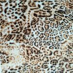 Lycra Fantasia Laminata Animal Leopardo 2